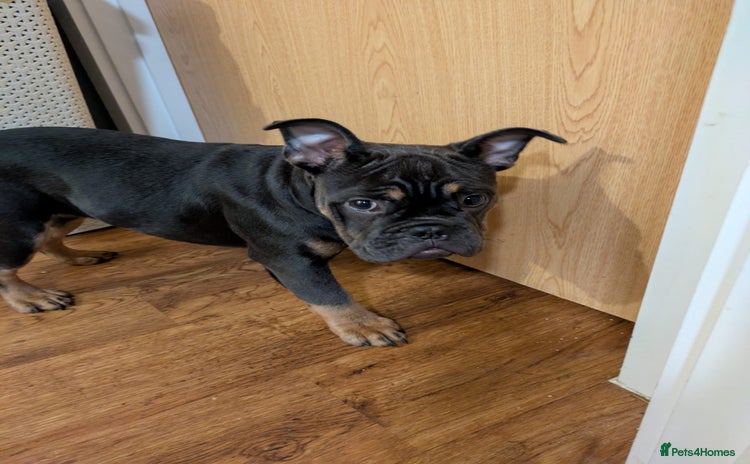 Mixed Breed dogs - Advert 13