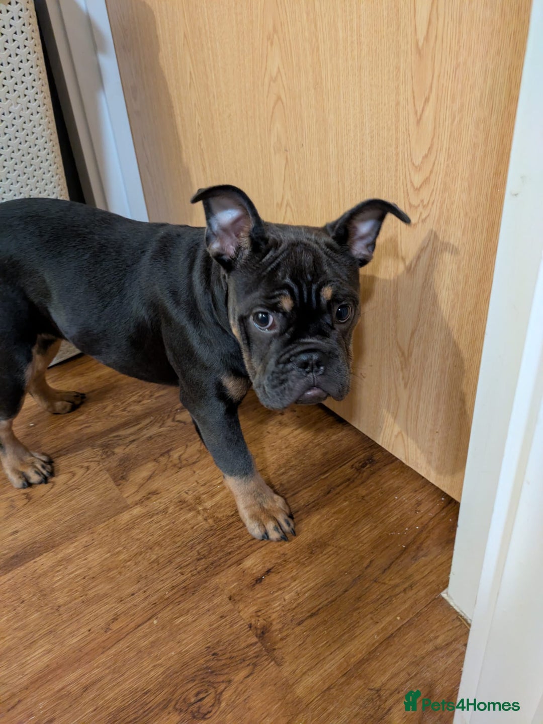 Mixed Breed dogs for sale: Baby blue  - Image 1