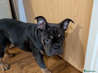 Mixed Breed dogs for sale - Advert 1