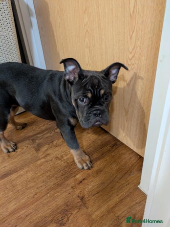 Mixed Breed dogs - Advert 13