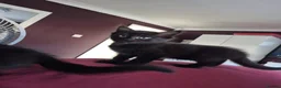 Mixed Breed cats for sale: 3 beautiful loving and playful kittens for sale - Advert 11