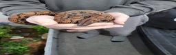 Boa Snake reptiles for sale: CB23 Brazilian rainbow boa unsexed - Advert 4