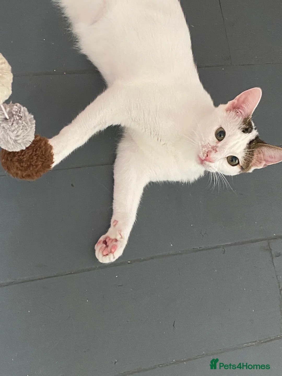 Domestic Shorthair cats for adoption: Daisy & Ryder - Adopt Cats in Crisis East Ldn - Advert 2