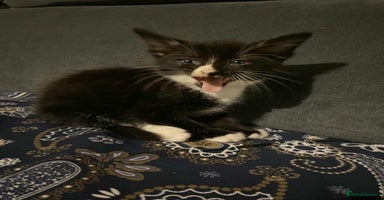 Mixed Breed cats - Advert 16