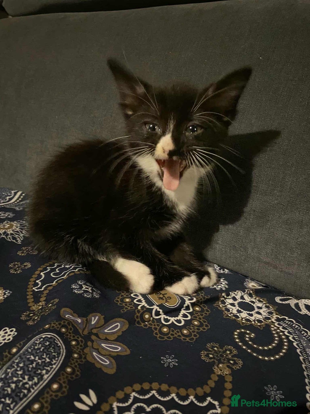 Mixed Breed cats for sale: 2 Beautiful kitten for sale - Image 3