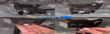 Mixed Breed Kitten 1