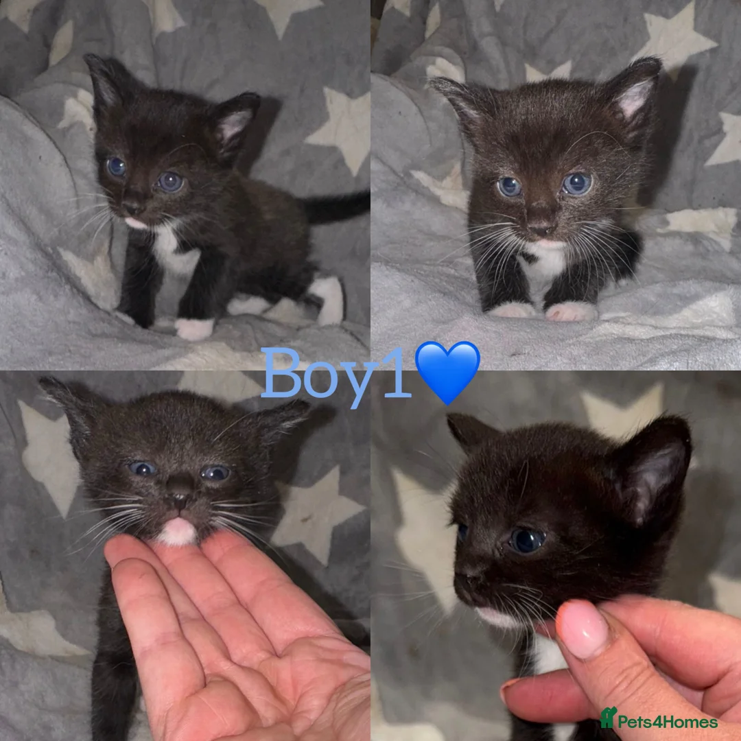 Mixed Breed cats for sale: GORGEOUS RAGDOLL CROSS💙💙open to offers - Advert 10
