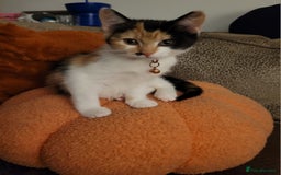 Mixed Breed cats for sale: Bonded pair of Kittens (vaccinated) - Image 8