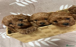 Cavapoo dogs for sale: Cavapoo Puppy’s - Image 6
