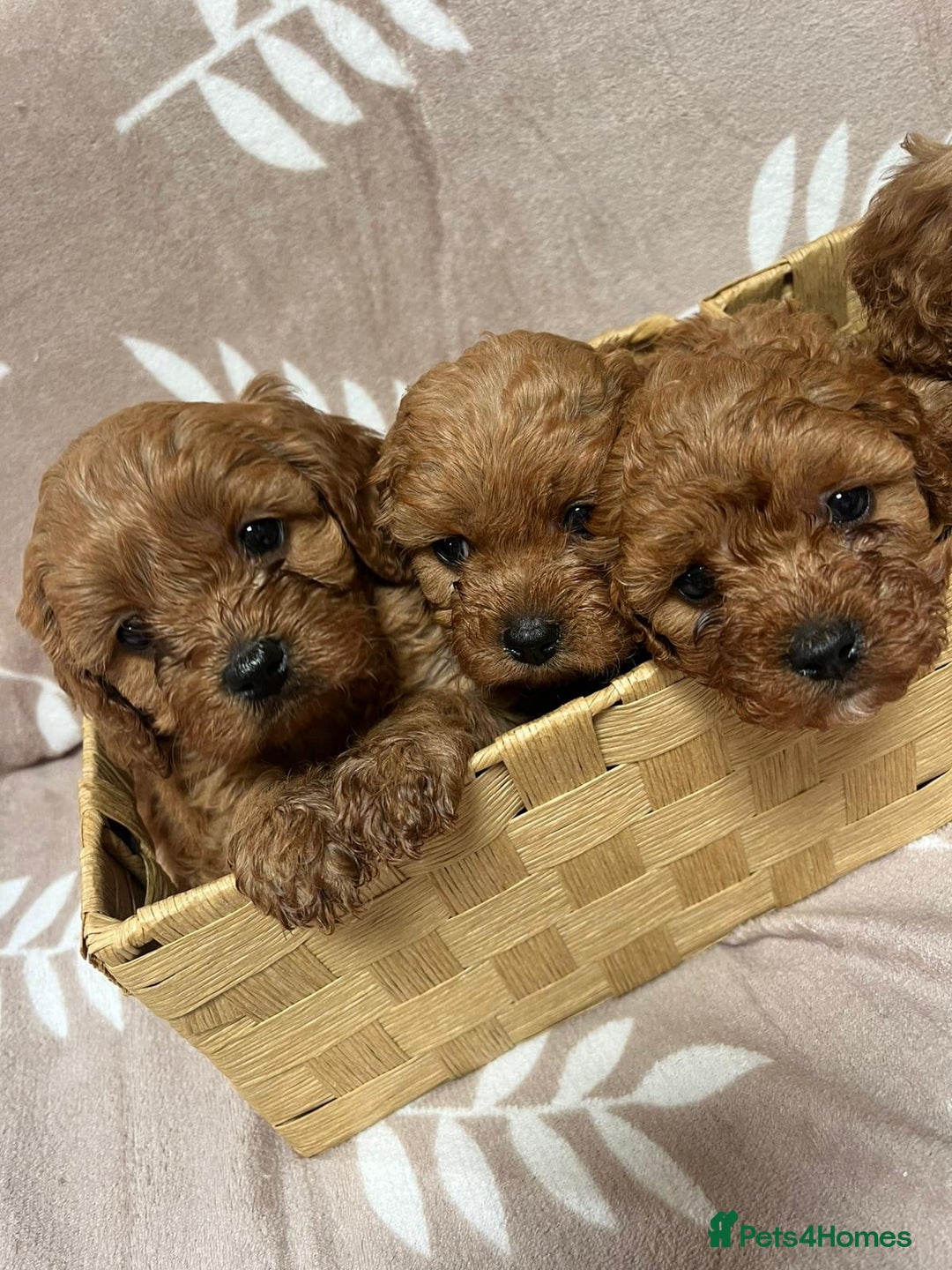 Cavapoo dogs for sale: Cavapoo Puppy’s - Image 6