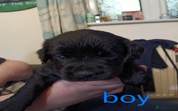 Mixed Breed dogs for sale: Frenchie x Sprocker pups - Image 6