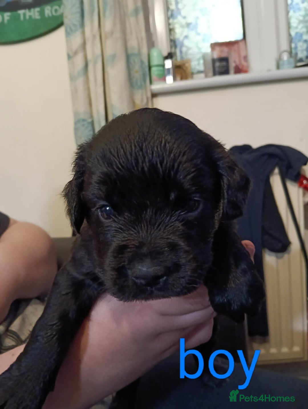 Mixed Breed dogs for sale: Frenchie x Sprocker pups - Image 6