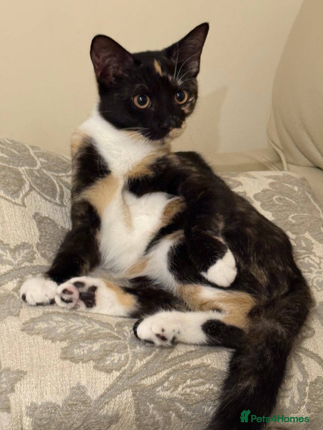 Mixed Breed cats for sale: URGENT | Meet Nova - Sensitive, Sweet and Curious  - Advert 4