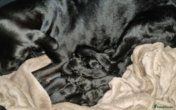 Mixed Breed dogs for sale: 🐶 Stunning German Shepmatian × Rottweiler Puppies - Image 9