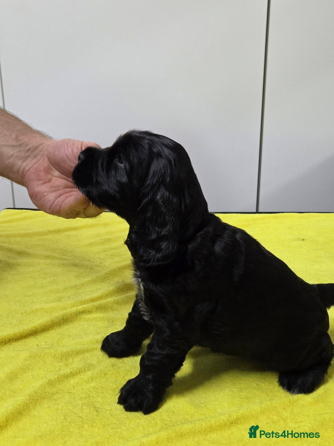Cocker Spaniel dogs for sale: English Show Cocker Spaniel puppies from home - Advert 6