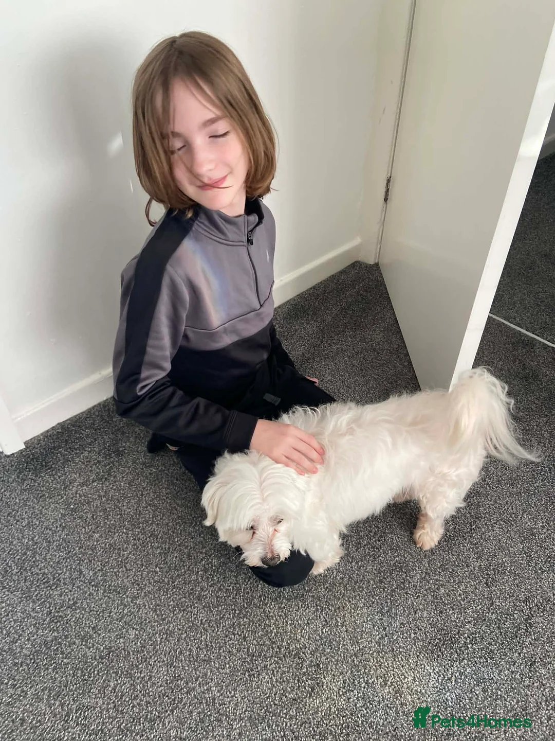 Coton De Tulear dogs for sale: Coton de tulear 14 years lively pup  in Birkenhead - Advert 11
