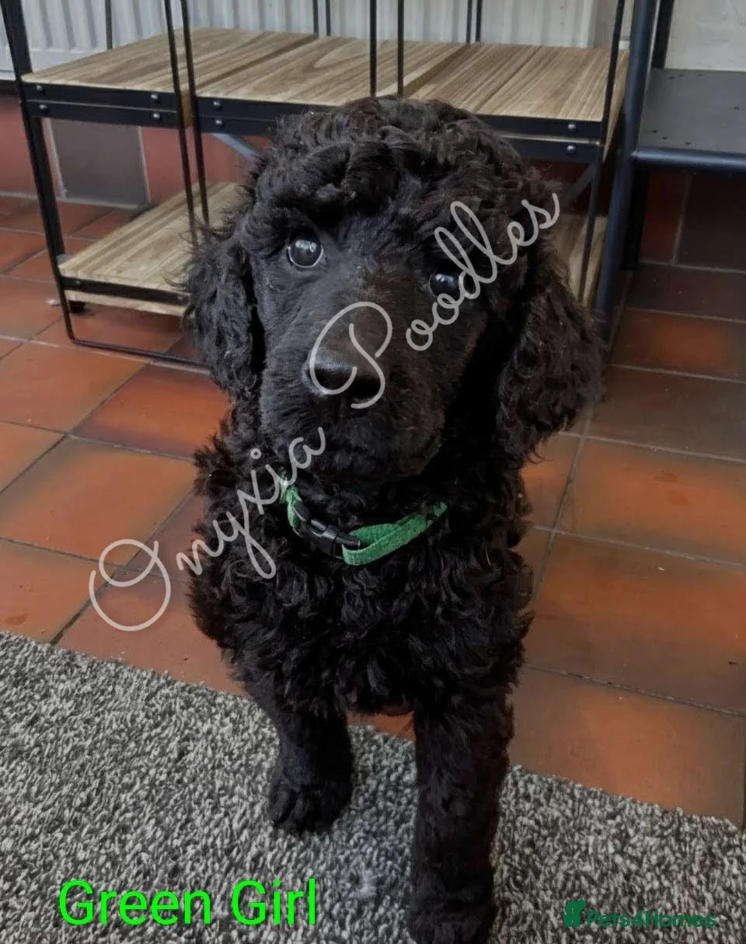 Standard Poodle dogs for sale: Stunning Litter of Standard Poodle Puppies! - Advert 12