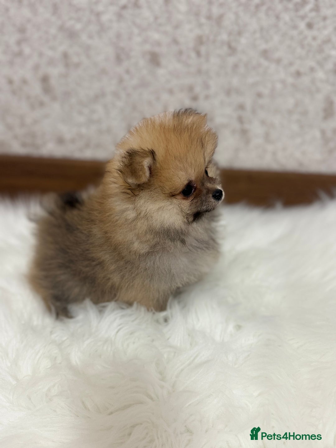 Pomeranian dogs for sale: Kc Registered last boy,ready to go! - Advert 5
