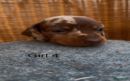 Dachshund dogs for sale: Gorgeous mini dachshund puppies!! - Image 10