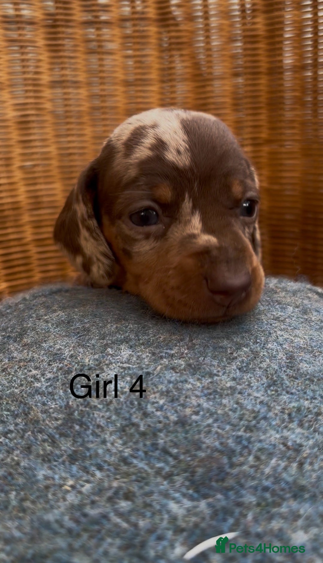 Dachshund dogs for sale: Gorgeous mini dachshund puppies!! - Image 10