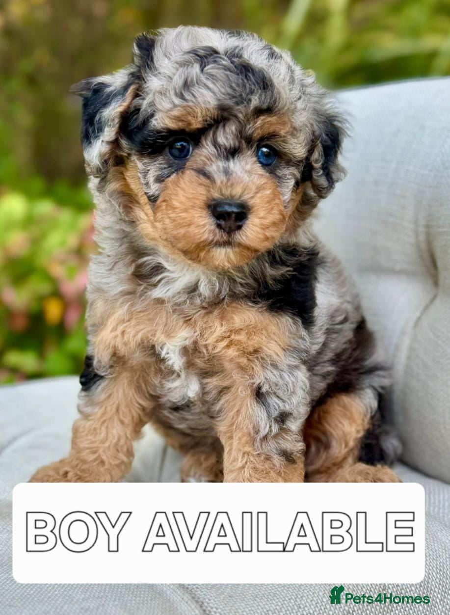 Cavapoo dogs cavapoo puppies fully health checked - Advert 10