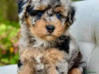 Cavapoo dogs cavapoo puppies fully health checked - Advert 10