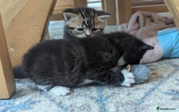 Mixed Breed cats for sale: 2 Sisters 1 Tabby and 1 Tuxedo Persian Mix - Image 12