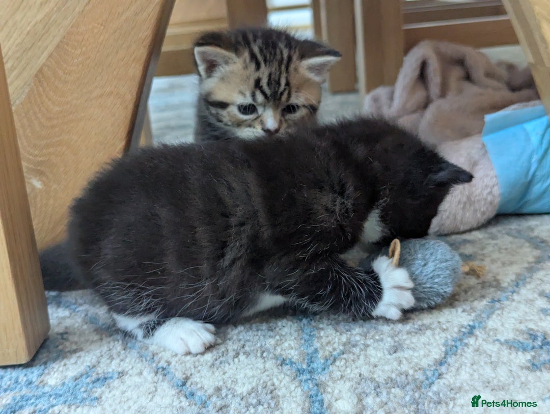 Mixed Breed cats for sale: 2 Sisters 1 Tabby and 1 Tuxedo Persian Mix - Image 12