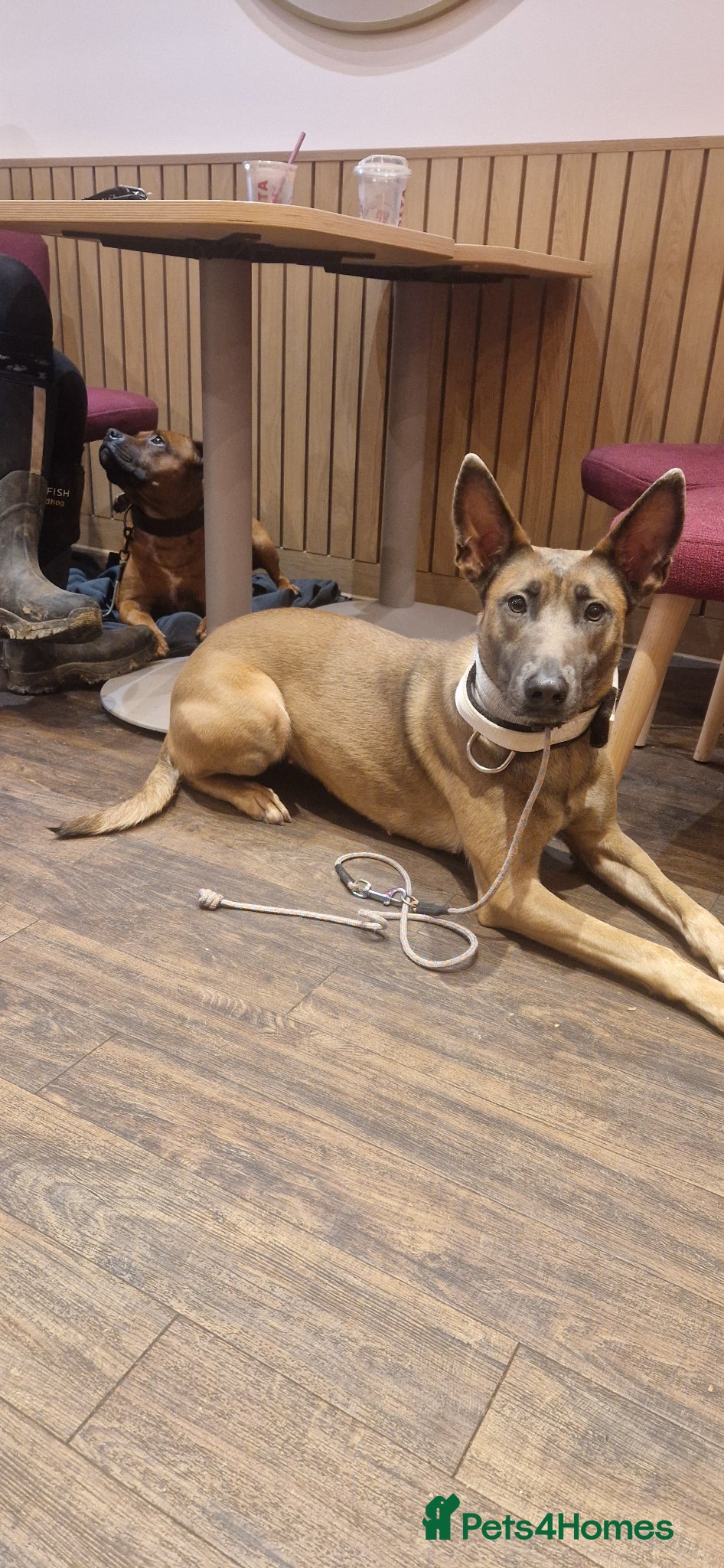 Belgian Shepherd Dog dogs Looking for a new home - Advert 6