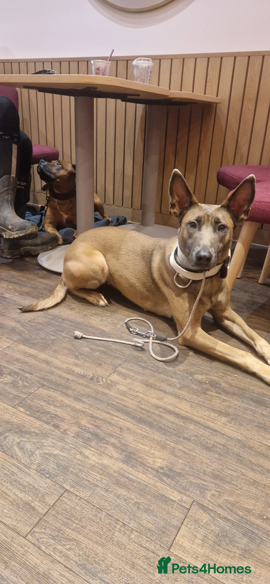 Belgian Shepherd Dog dogs for sale: Looking for a new home in Andover - Advert 1