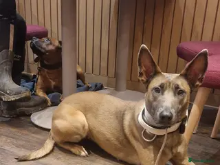 Belgian Shepherd Dog dogs Looking for a new home - Advert 9