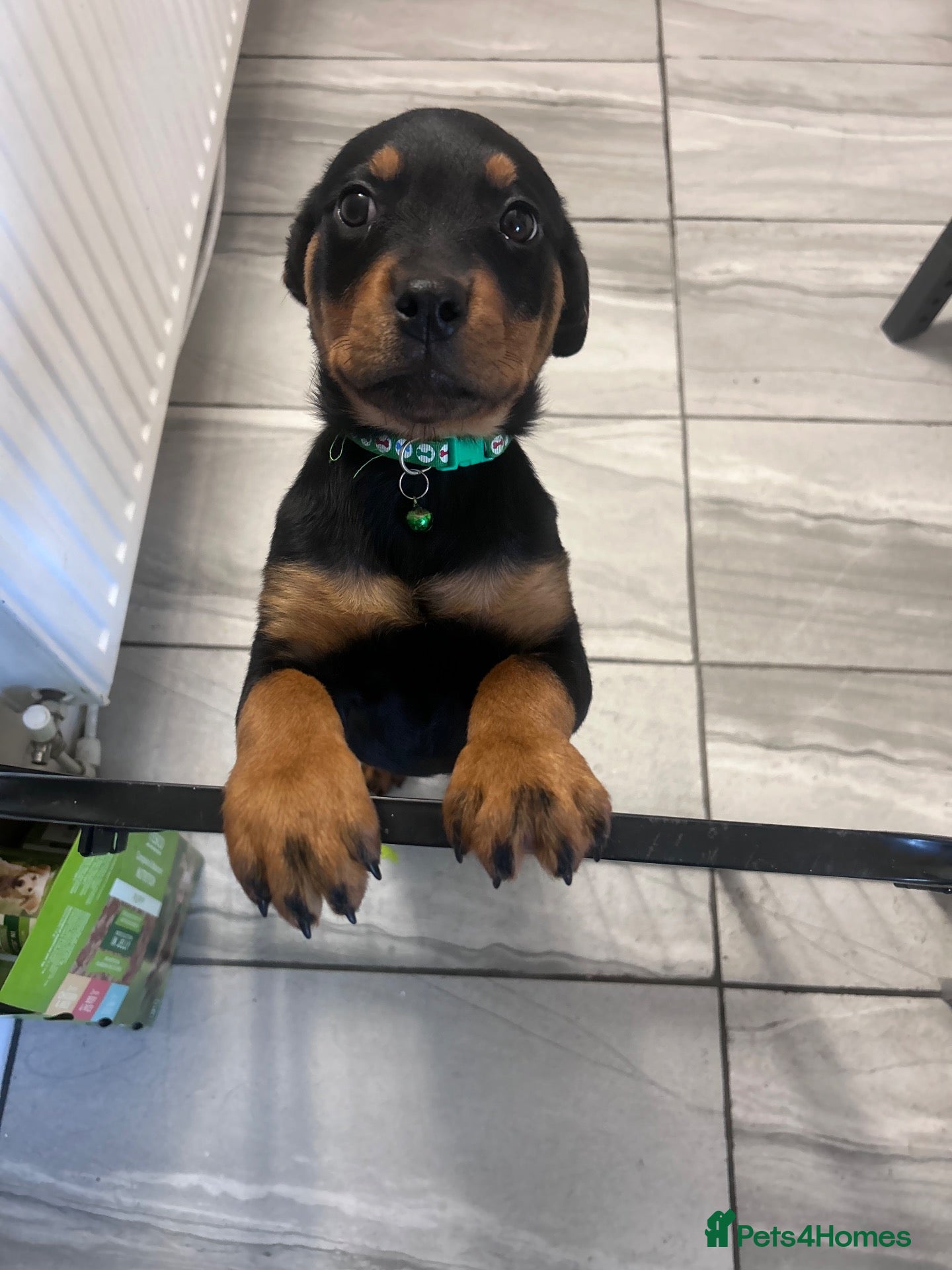 Rottweiler dogs Last Stunning Girl Rottweiler Puppy Available  - Advert 13