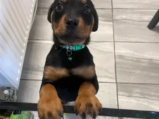Rottweiler dogs Last Stunning Girl Rottweiler Puppy Available - Advert 13
