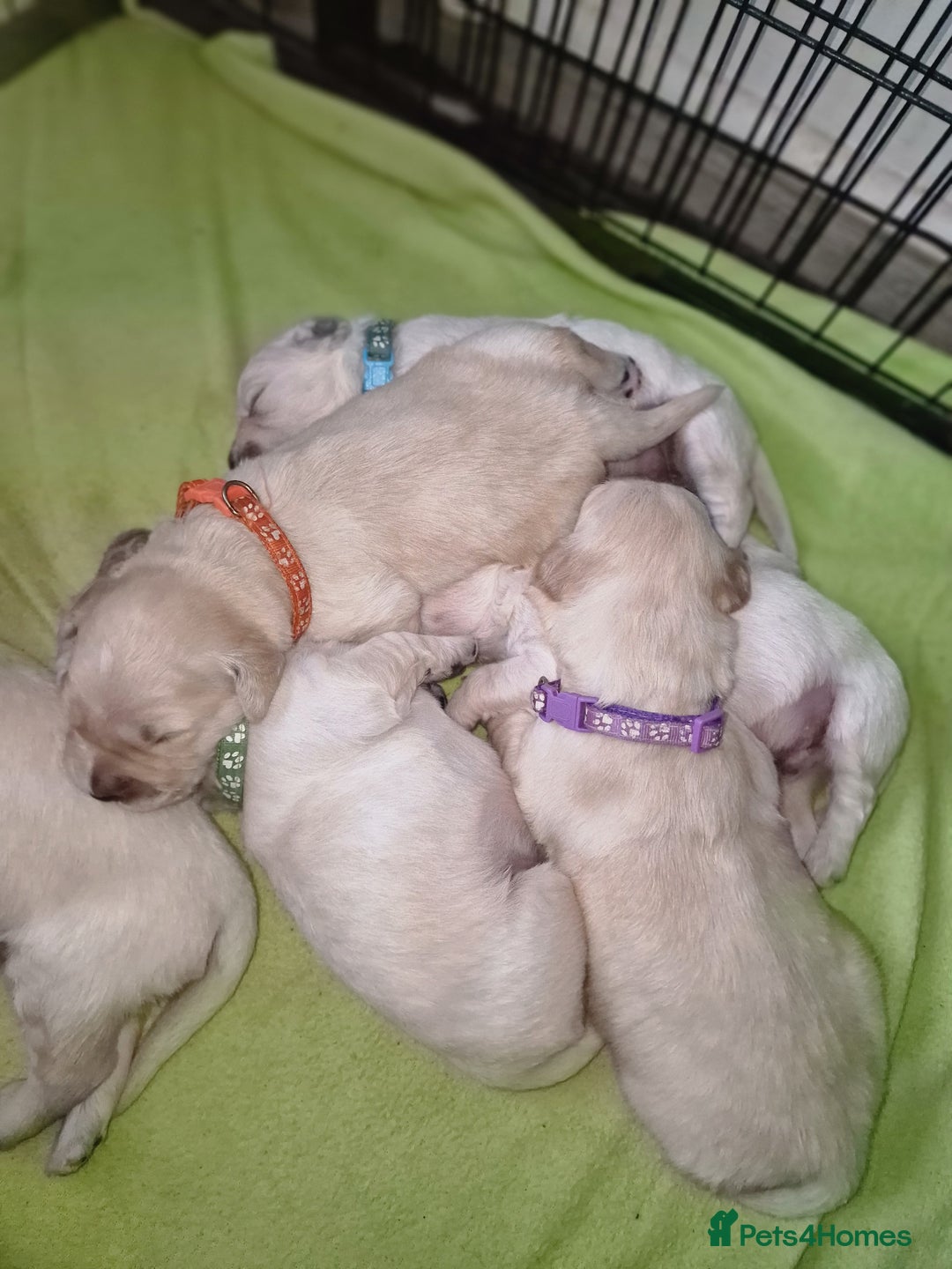 Golden Retriever dogs for sale: 🐾🐕Golden Retriever Puppies 🐶 🐕‍🦺 - Image 3