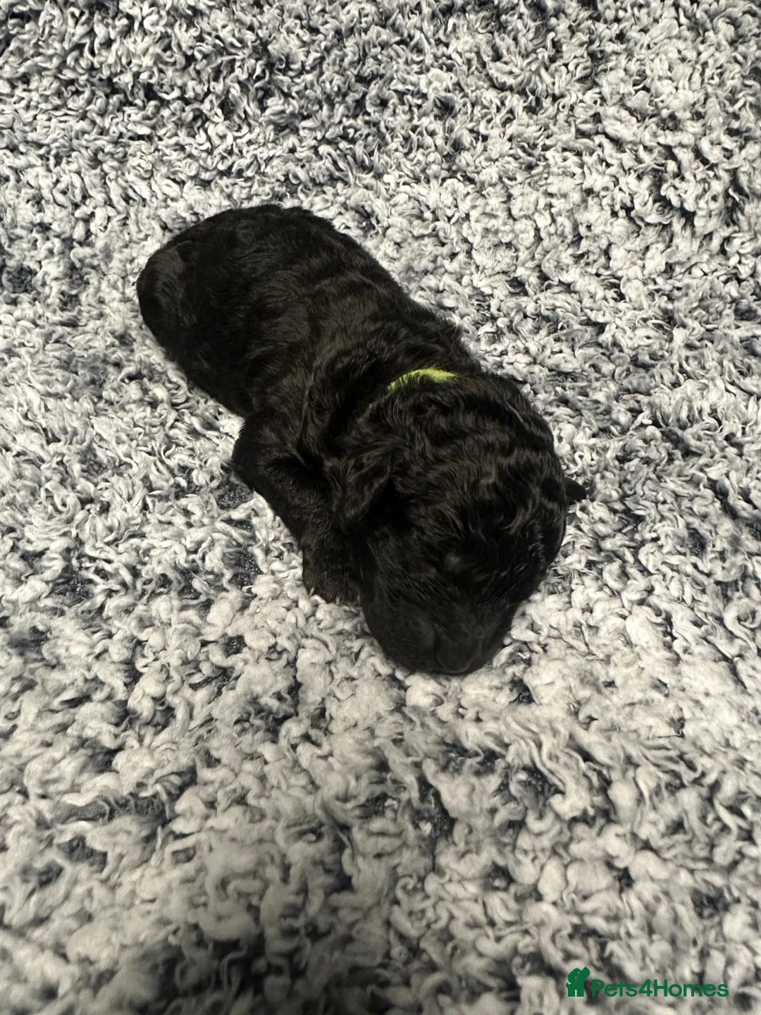 Miniature Poodle dogs for sale: Gorgeous pure bred miniature poodles - Advert 7