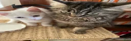 Mixed Breed cats for sale: White Adorable kitten - Advert 6