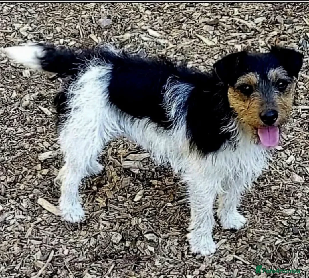 Jack Russell dogs for sale: Jack Russell puppy’s  in Poole - Advert 2