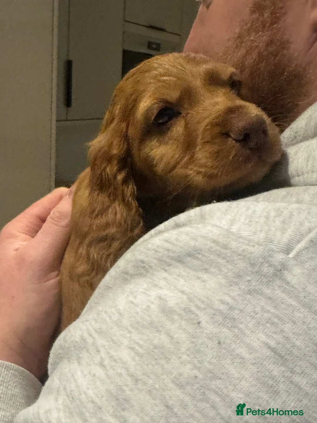 Cocker Spaniel dogs for sale: Working cocker Female Puppy  - Advert 9