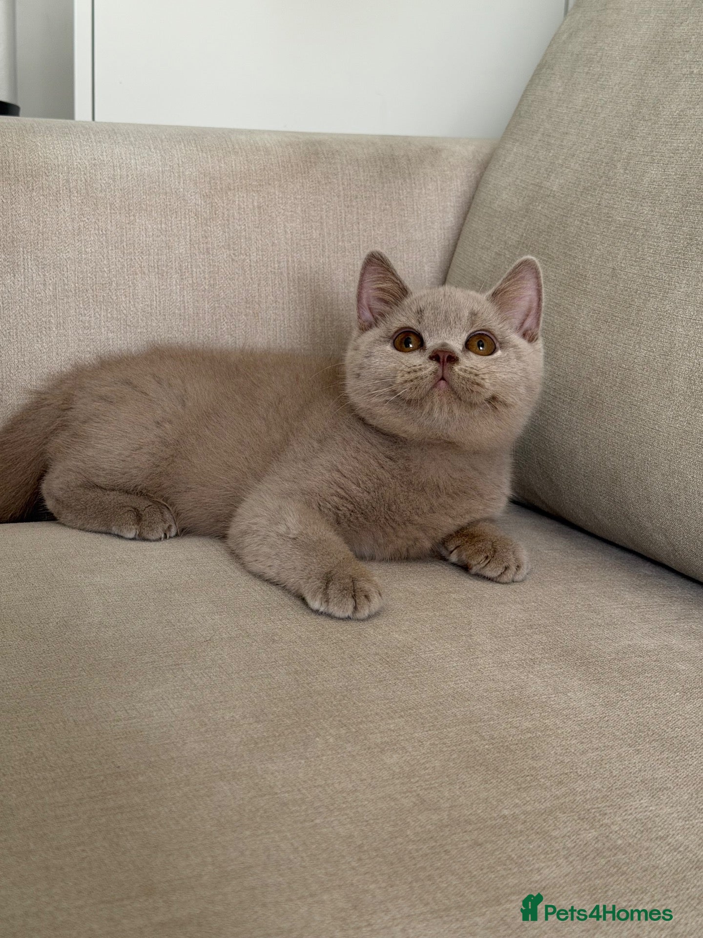 British Shorthair cats Beautiful boy  - Advert 8