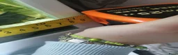 Other/Mixed Breed fish for sale: Full fishtank set up in Doncaster - Advert 12