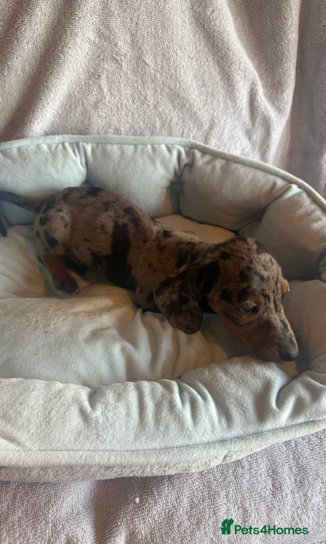 Miniature Dachshund dogs for sale: Miniature dachshund puppy’s  - Image 2