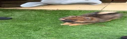 Pomeranian dogs for sale: 2 stunning male Pomeranian ready for new homes now - Advert 14