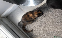 Mixed Breed cats for sale: 4 Adorable, playful Kittens - Image 4