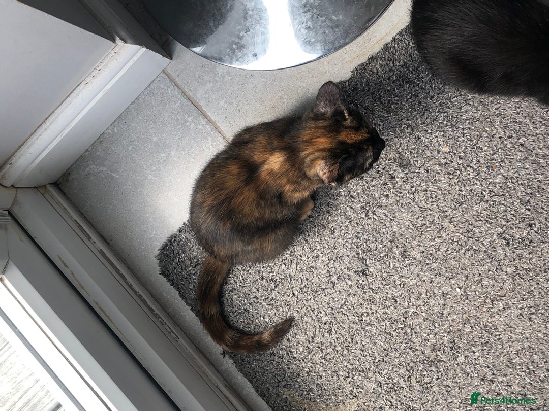 Mixed Breed cats for sale: 4 Adorable, playful Kittens - Image 4