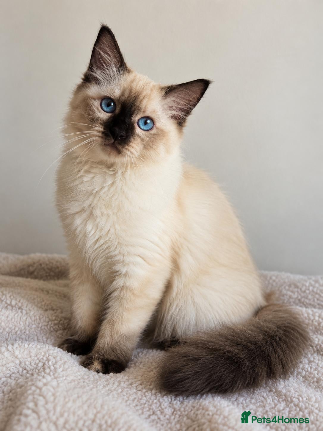 Ragdoll cats GCCF Ragdoll Kittens - Fully Vacc & Ready Now - Advert 1