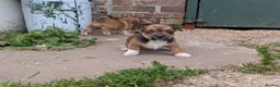 Jack Russell dogs for sale: Jack Russell Puppies - Advert 22
