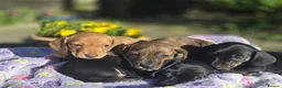 Miniature Dachshund dogs for sale: KC Mini Dachshund Pups - 1 available.3 reserved  - Advert 19