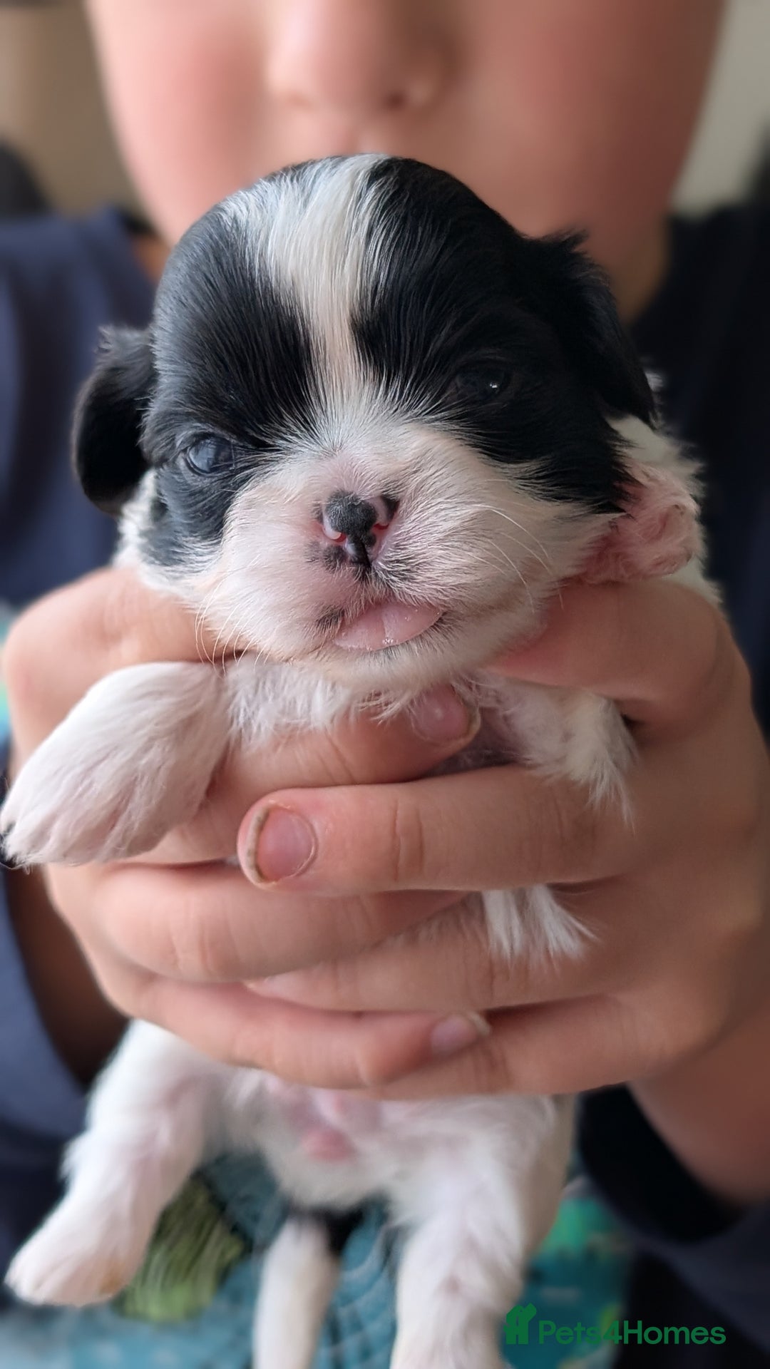 Shih Tzu dogs for sale: KC reg puppies LAST GIRL LEFT  - Advert 10