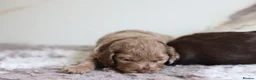 Cavapoo dogs for sale: F1 rare chocolate/choc Merle Cavapoo pups - Advert 9
