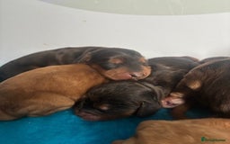 Cockapoo dogs for sale: ✨ Superb F1 Cockapoo pups ✨ - Image 7